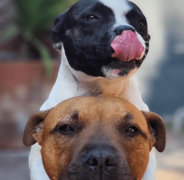 Foto de Josefa, Luna y Milo