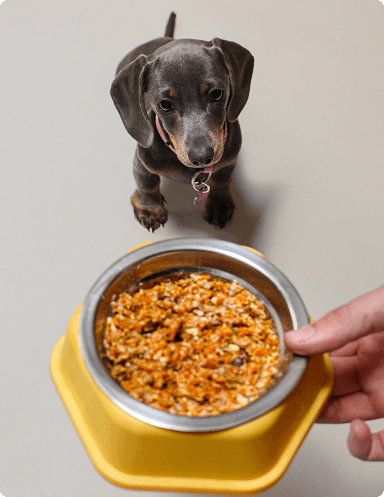 Perrito esperando su plato de comida natural