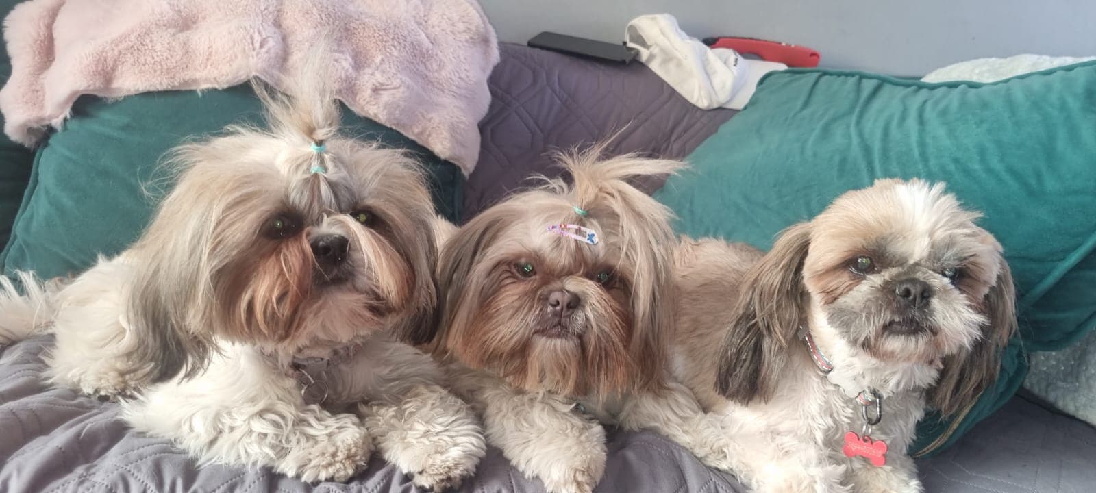 Foto de Marly y sus perritas Orietta, Morita y Naomi