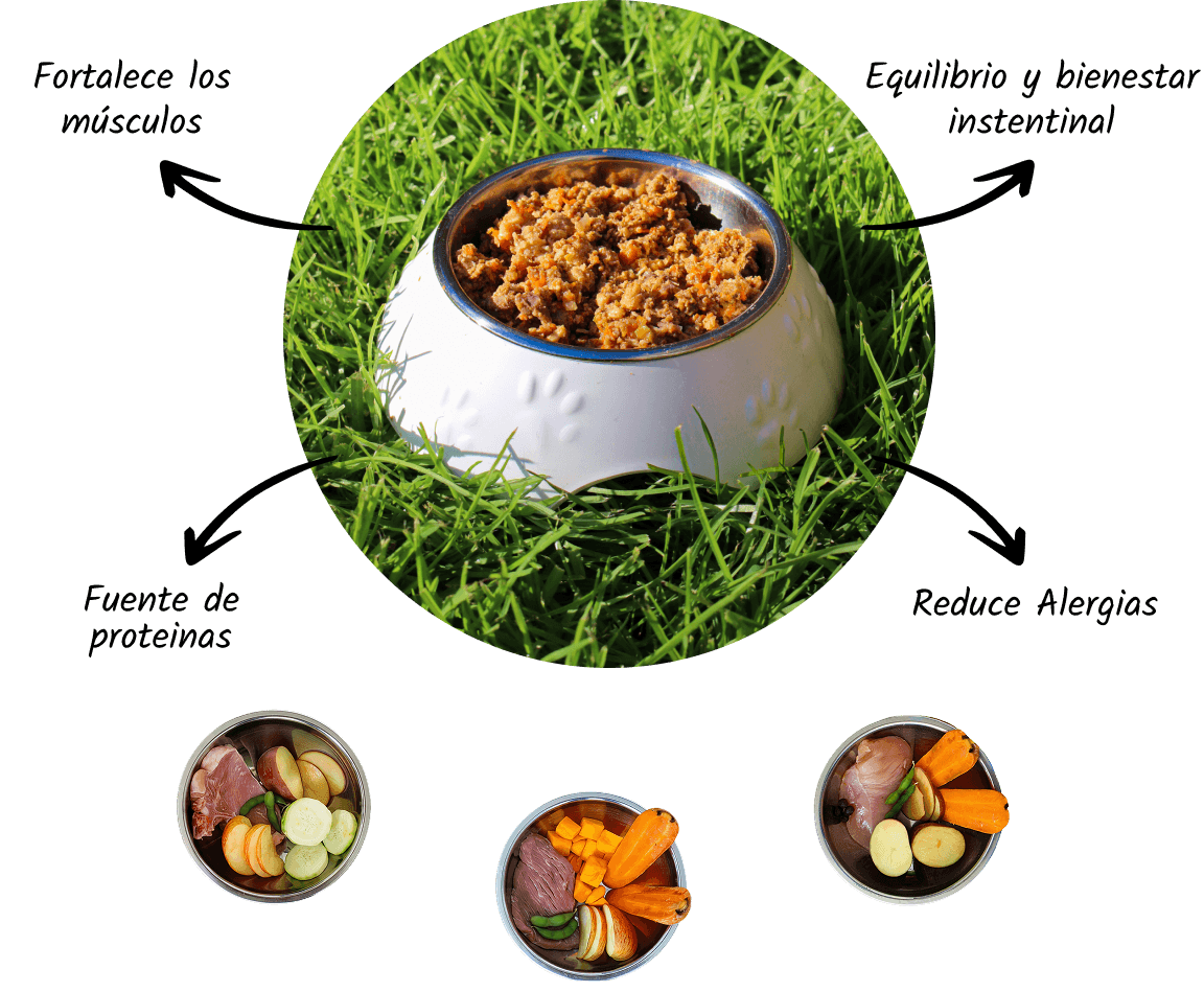 Comida natural para perros servida en plato, lista para disfrutar