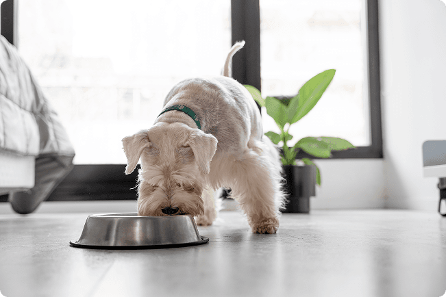 Perro con nutricionista