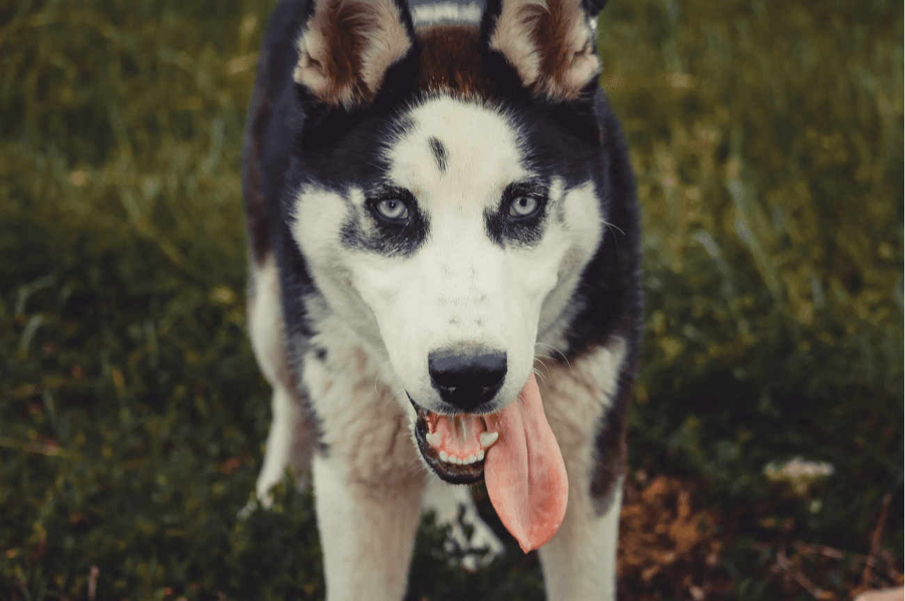¿POR QUÉ EL PERRO ESTÁ CLASIFICADO COMO CARNÍVORO FACULTATIVO?